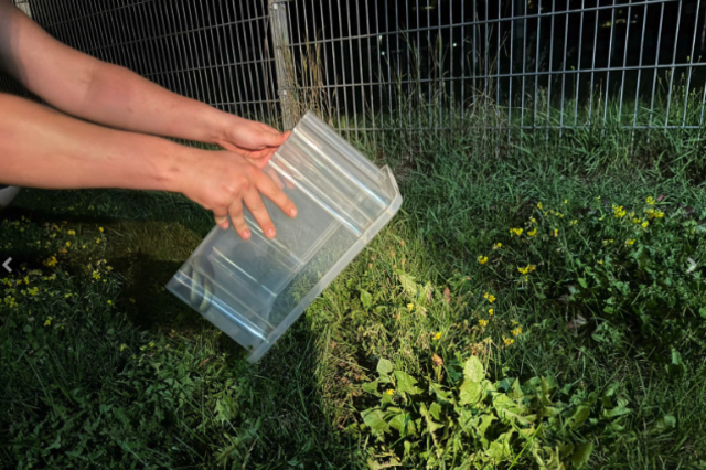 Die 1,2 Meter lange Schlange wurde wieder in die Natur entlassen. | Foto: Kinzer/FF Maria Lankowitz