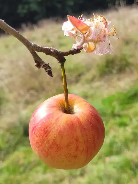 "Wo der Frühling den kommenden Herbst umarmt", schreibt Gisela Lappi. Sie hat das Schauspiel der Natur perfekt eingefangen. | Foto: Gisela Lappi