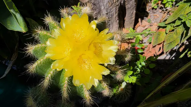 Diese Kaktusblüte ist im Garten von Anna Ambros in Stocking bei Wildon zu finden. | Foto: Gernot Ambros