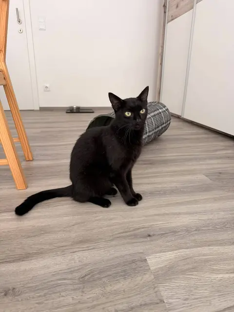 Puma ist ein ganz besonders verschmuster Kater.