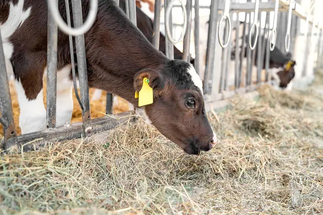 Um die Kühe weiterhin ausreichend zu versorgen, greifen einige Landwirte schon jetzt auf das Winterfutter zurück. | Foto: Smarterpix/paulgulea.gmail.com