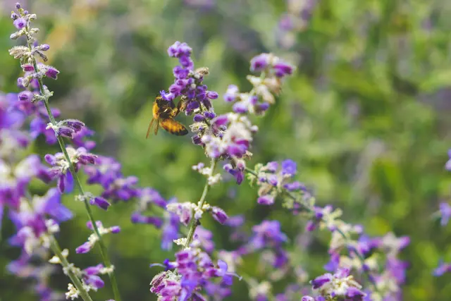 Laborversuche zeigen, dass fast alle Pflanzen Temperaturen zwischen 44 und 55 Grad rund eine halbe Stunde überstehen. Das gilt für Alpenblumen ebenso wie für tropische Gewächse. (Symbolbild) | Foto: Scotty Turner/Unsplash