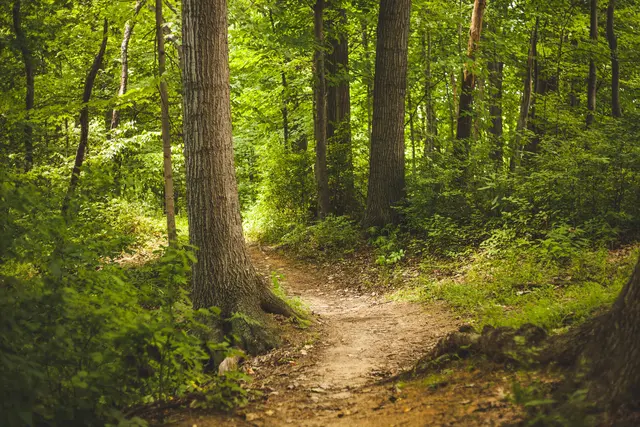 Die Teilnehmerinnen und Teilnehmer besuchen sowohl Flächen, auf denen Bäume gezielt gepflanzt wurden, als auch Bereiche, in denen sich der Wald auf natürliche Weise verjüngt. Im Anschluss ist im Bereich der Nasn eine gemeinsame Pause vorgesehen.
 | Foto: Symbolbild (Pixabay)