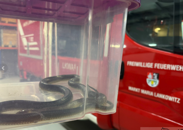 Die Schlange wurde vorsichtig in eine Box gebracht. | Foto: Kinzer/FF Maria Lankowitz