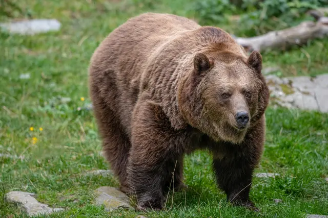 Die Herbstführungen geben Einblicke in die Wintervorbereitungen der Tiere. | Foto: Tintimax-Photography