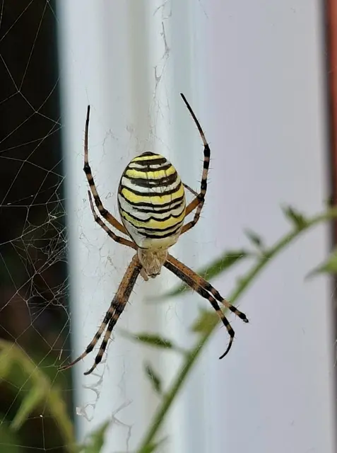 Foto: Kurt Nöhmer 