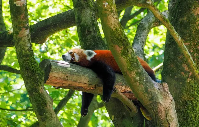 Am Artenschutztag im Zoo Salzburg stellen zahlreiche Tier- und Umweltschutzorganisationen ihre Arbeit für den aktiven Natur- und Artenschutz vor.  | Foto: Zoo Salzburg