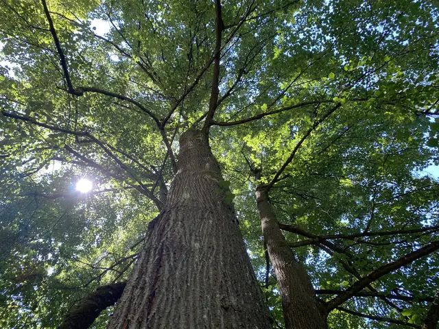 Im Kaiserwald zwischen Premstätten und Haselsdorf-Tobelbad entsteht mit dem "Klosterwald Kaiserwald" ein neuer Bestattungswald. | Foto: KLOSTERWALD