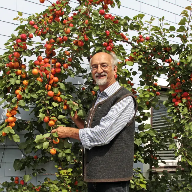 "Marillenpapst" Josef Mayr | Foto: Josef Mayr