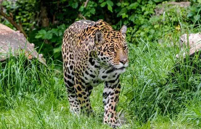 Am Artenschutztag im Zoo Salzburg stellen zahlreiche Tier- und Umweltschutzorganisationen ihre Arbeit für den aktiven Natur- und Artenschutz vor.  | Foto: Zoo Salzburg