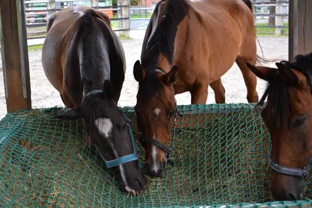 In der Pferdeklappe in Reutte werden 28 Pferde und zwei Esel versorgt – dafür werden monatlich rund 14 Tonnen Heu benötigt. | Foto: Österreichischer Tierschutzverein