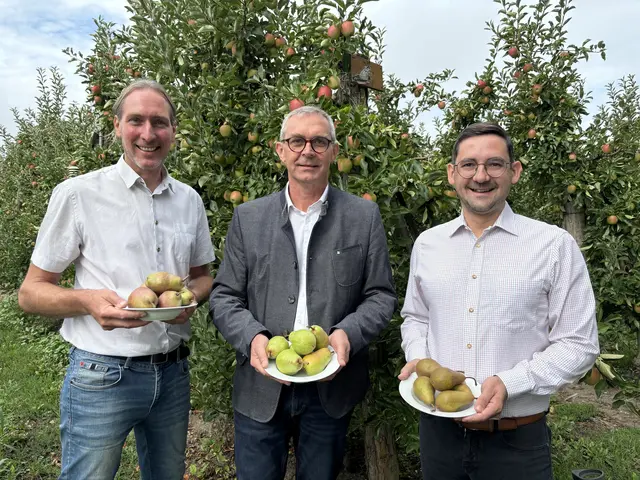 Georg Roithmeier vom Kronbergerhof in Scharten, Franz Waldenberger, Präsident der Landwirtschaftskammer OÖ, und Andreas Hoffelner, Obmann der OÖ Obstbauern. | Foto: MeinBezirk/Cornelia Karrer