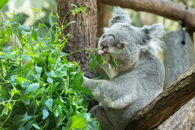 Die Schönbrunner Koalas testen derzeit Eukalyptus aus der Steiermark. | Foto: Daniel Zupanc