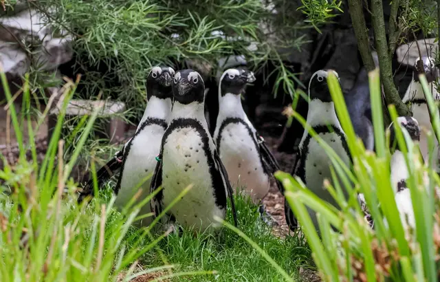 Am Artenschutztag im Zoo Salzburg stellen zahlreiche Tier- und Umweltschutzorganisationen ihre Arbeit für den aktiven Natur- und Artenschutz vor.  | Foto: Zoo Salzburg