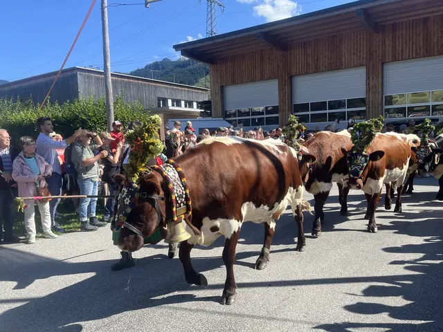 Auch im Vorjahr, 2025 lockte der Almabtrieb in der Region Bruck-Fusch zahlreiche Besucher an. | Foto: Voithofer