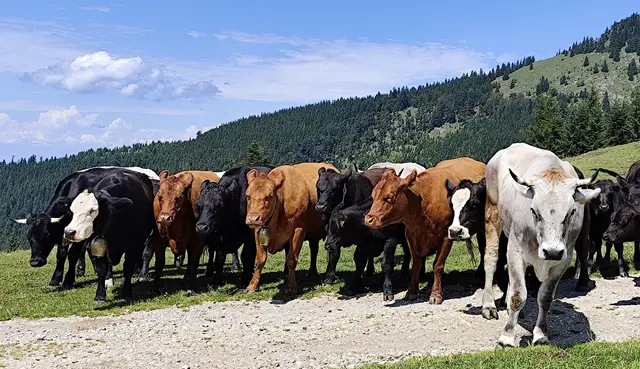 stellten sich die Kühe am Schafberg für mein Foto auf!