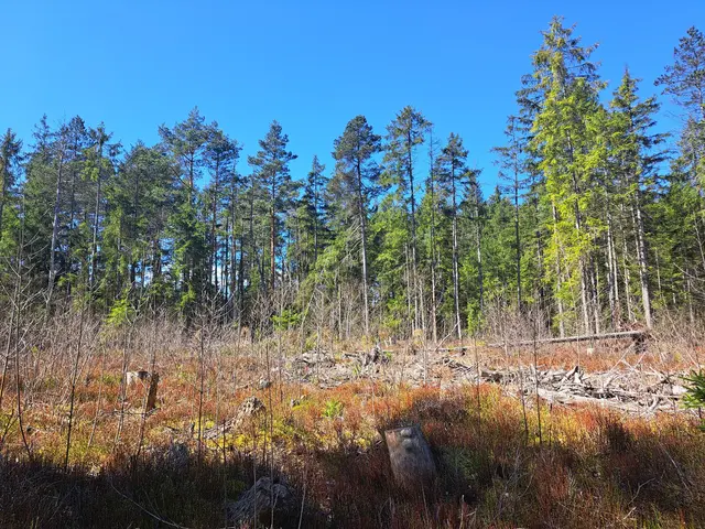 Im Wald setzt der Plan auf standortgerechte Mischbestände, Naturverjüngung sowie den Erhalt von Alt- und Totholz. (Symbolfoto) | Foto: UnterWasserReich/Kainz