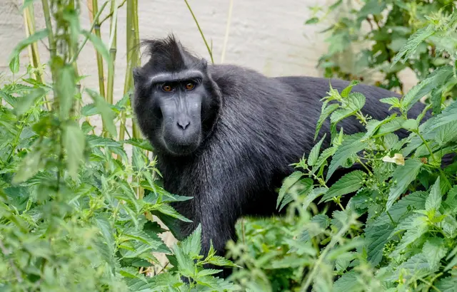 Am Artenschutztag im Zoo Salzburg stellen zahlreiche Tier- und Umweltschutzorganisationen ihre Arbeit für den aktiven Natur- und Artenschutz vor.  | Foto: Zoo Salzburg