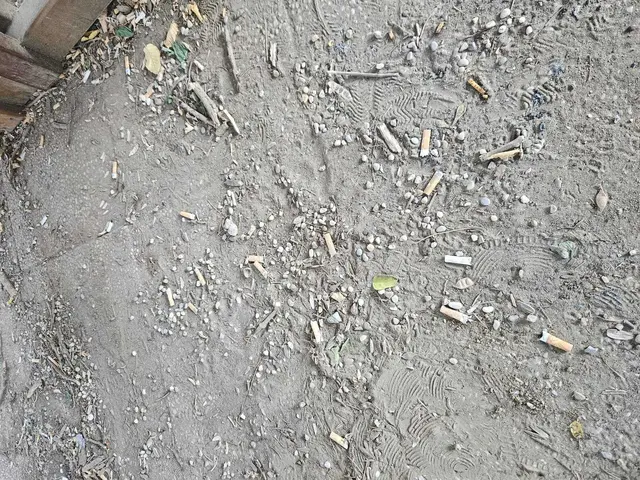 Lokalaugenschein auf einem Spielplatz in Horn: Hier liegen eindeutig zu viele Zigarettenreste. | Foto: Markus Kahrer
