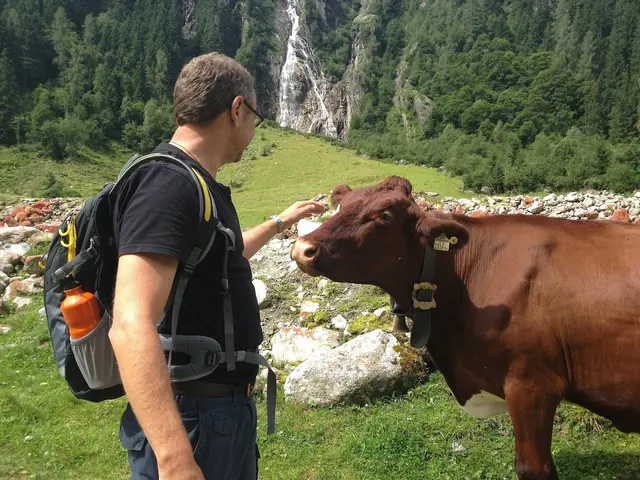 Kuh und Mensch. | Foto: Symbolfoto: RegionalMedien Salzburg 