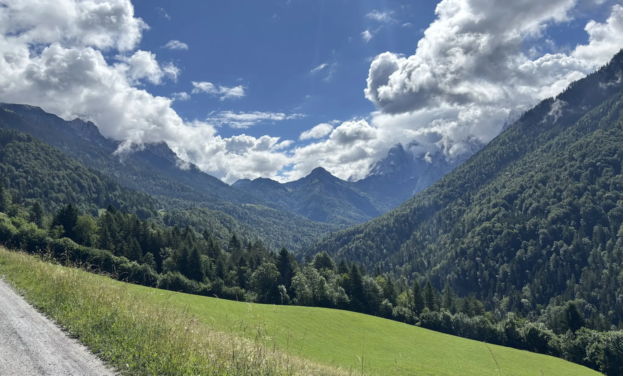 No professional hunter found: Kufstein wants to lease hunting rights in ...
