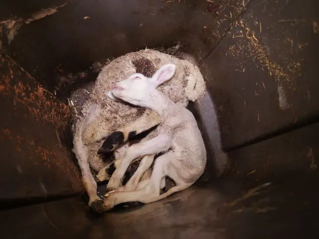 Die Müllkübel sind voller Tierleichen. ... | Foto: vgt.at