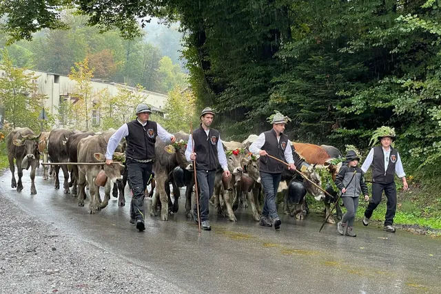 Im September 2026 kehren rund 1.200 Rinder von den Dornbirner Alpen zurück und sorgen für traditionelle Alpabtriebe. | Foto:  Lukas Hämmerle