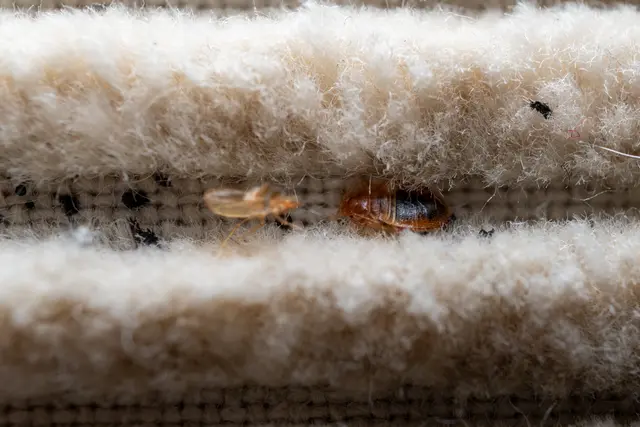 Ein Bettwanzenbefall hat nichts mit Unsauberkeit zu tun. Die Tiere fühlen sich sowohl in gepflegten als auch in weniger gepflegten Wohnungen wohl. Entscheidend ist, schnell zu reagieren.
 | Foto: Daniel.stock.adobe.com