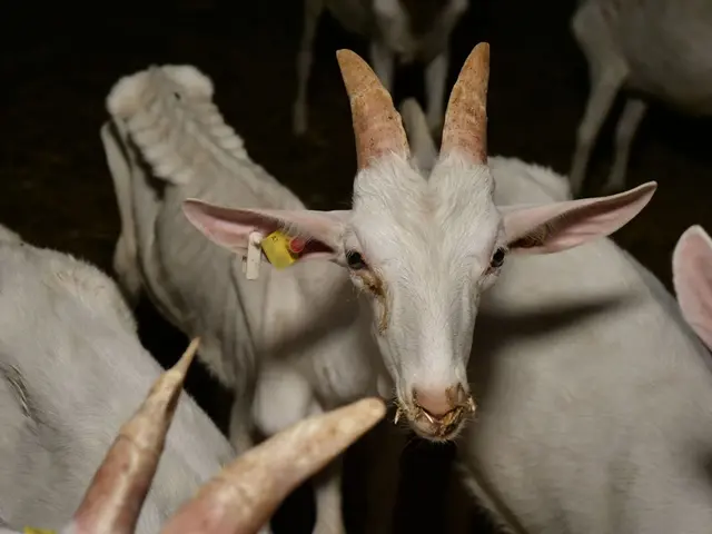 Tierleid im Horrorstall ... | Foto: vgt.at
