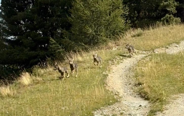 Vier fotografierte Jungtiere belegen offiziell die Wolfsreproduktion im Bezirk Landeck. | Foto: privat