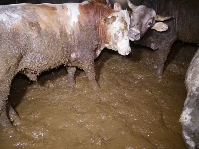 ... und vegetieren in diesen Gülle-Seen vor sich hin. | Foto: vgt.at