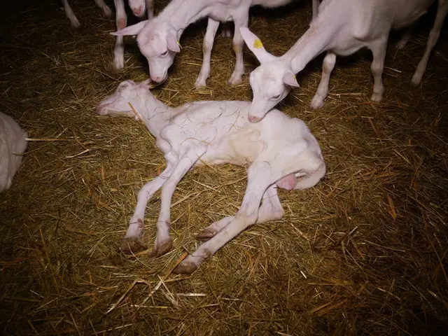 Sterbende Tiere liegen hilflos in den Buchten. ... | Foto: vgt.at