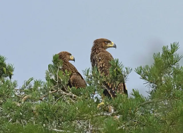 Kaiseradler haben sich in der Nähe eines der geplanten Windräder angesiedelt. | Foto: Josef Stefan