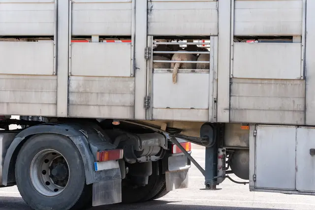 Nach der Kontrolle eines polnischen Viehtransporters in Eberstalzell entdecken die Beamten teils schwere Überschreitungen. | Foto: smarterpix/Miguel-Perfectti