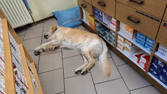 Ein Arbeitsalltag ist manchmal sehr anstrengend, wenn man noch nicht so lange im Geschäft ist.  | Foto: Z.V.g.
