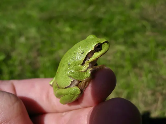 Mit einer Körperlänge von drei bis fünf Zentimeter bringt es der Laubfrosch gerade einmal auf die Größe einer Streichholzschachtel. © H. Kurz