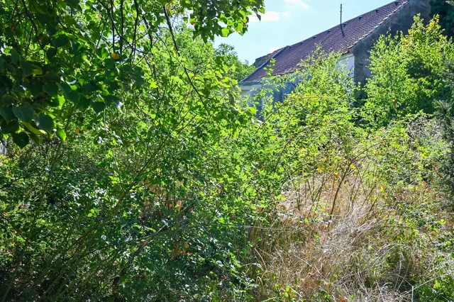 Horn wertet verwilderten Garten an der Stadtmauer zum neuen Erholungsort auf. | Foto: Langstadlinger / Stadtgemeinde Horn