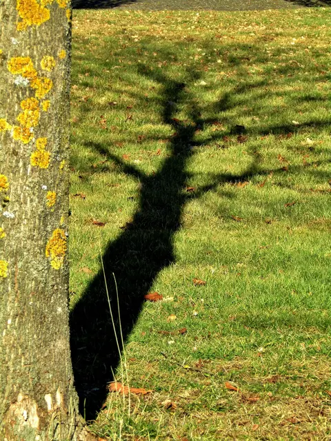 Auch Schattenplätze sind am Schwarzen Platz in der Kremser Mitterau reichlich vorhanden. | Foto: Pixabay