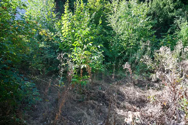 Horn wertet verwilderten Garten an der Stadtmauer zum neuen Erholungsort auf. | Foto: Langstadlinger / Stadtgemeinde Horn