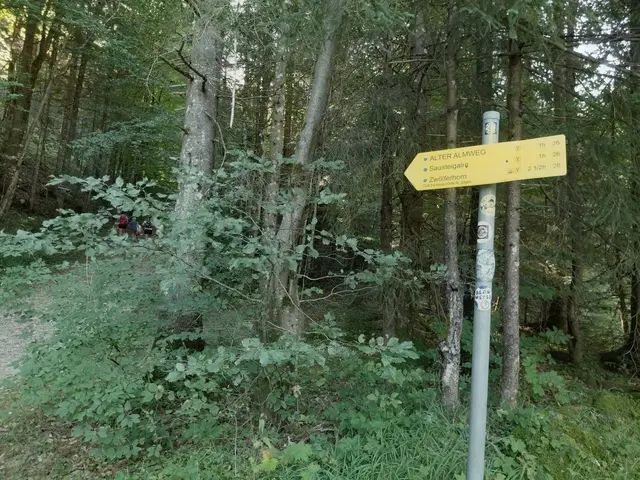 Über den alten Almweg zur Sausteigalm  | Foto: H.Bachinger