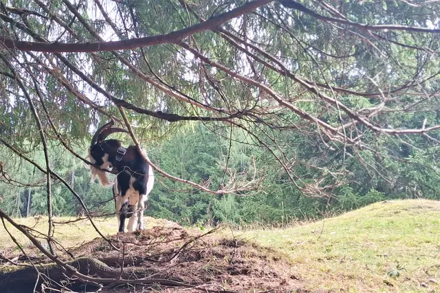 ...da ist er wieder der fesche "Tauernschecken- Ziegenbock". Leider konnten wir die ganze Herde nicht sehen, da der Bereich mit Stacheldrahtzaun und einem elektr. Zaun gut abgegrenzt ist.