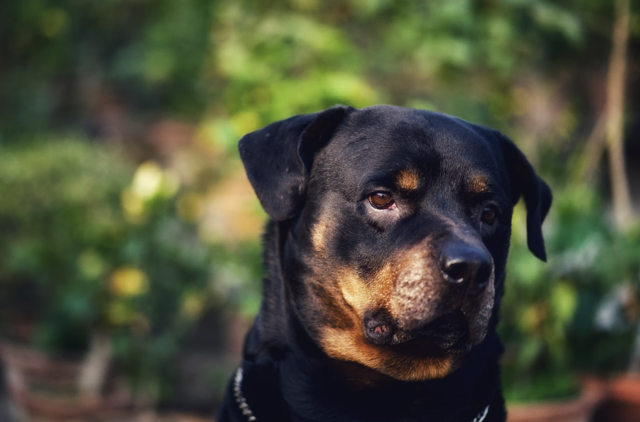 Woher stammten Charlies Verletzungen? Diese Frage wird wohl nicht mehr geklärt werden. | Foto: Unsplash (Symbolfoto)