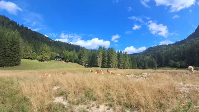 ....Mittagsruhe bei den Kühen,
 inmitten dieser idyllischen Landschaft.
