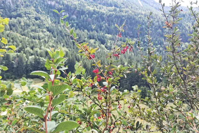 ...die Früchte der Berberitze verschönern die Landschaft.