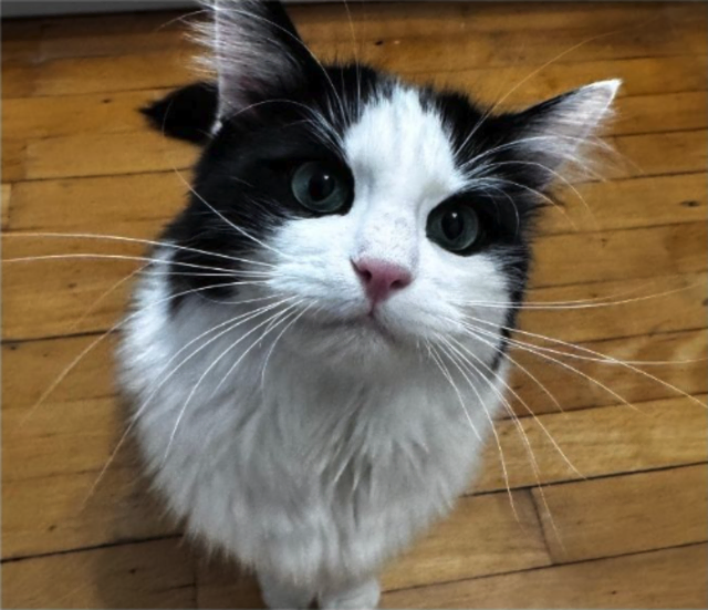 Seit einigen Tagen wird der Kater „Teddy“ im Stadtteil Schallmoos vermisst. Hinweise bitte melden. | Foto: Jacques/Feichtinger