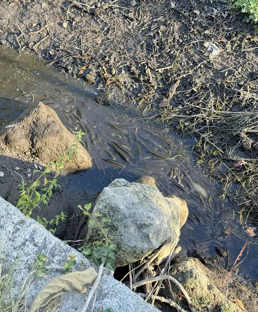 Im Bereich der Mühlbachgasse kämpften zahlreiche Fische in den letzten verbliebenen Wasserlachen ums Überleben. | Foto: BFKDO BADEN / Stefan Schneider