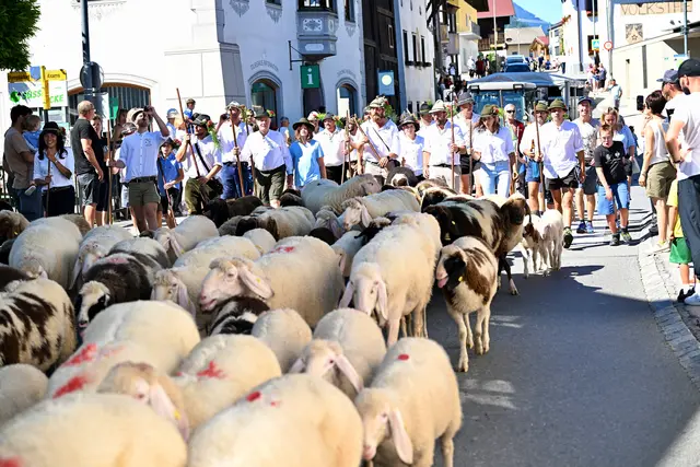 Das sind Bilder, die an jedem 6. September alls "Schafeler" begeistern: Festzug von Tier und Mensch durch Axams. | Foto: Hassl