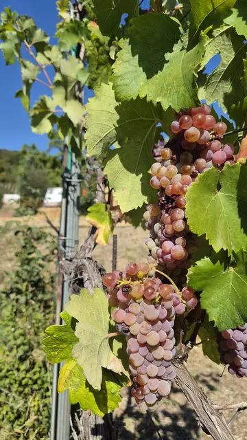 Immer wieder schön in den Weinbergen | Foto: Philipp Steinriegler