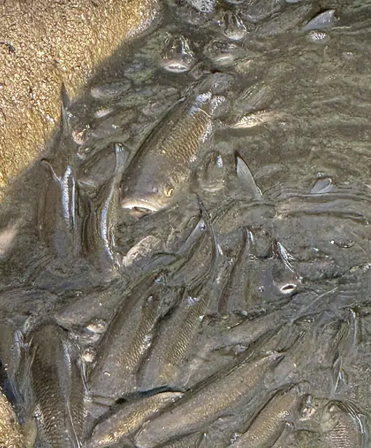 Fische kämpften im Mühlbach um ihr Überleben. | Foto: BFKDO BADEN / Stefan Schneider