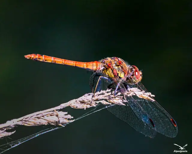 Heidelibelle (Sympetrum striolatum) | Foto: Janet Bleiker 